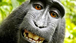 Humano gana batalla legal frente a macaco por famosa 'selfie'