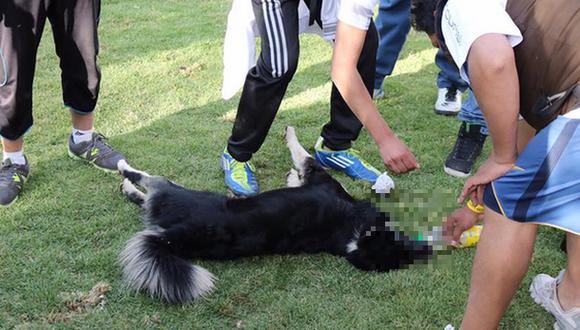 Cusco: 5 perros murieron en pleno evento en hotel de Pisac