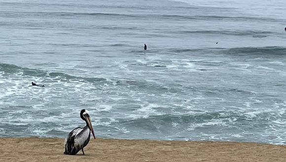 Minsa define este lunes si se cierran playas ante incremento de aves muertas en el litoral. (Foto: Liz Saldaña/GEC)