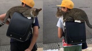 El ritual matutino de una gata con su dueño en edad escolar se hace viral en Facebook