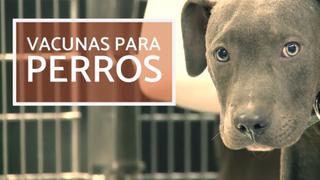 ¿Por qué son tan importantes las vacunas para perro? [VIDEO]