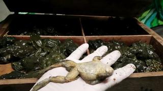 Decomisan más de 2 mil ranas gigantes del Titicaca que iban a ser vendidas en Lima