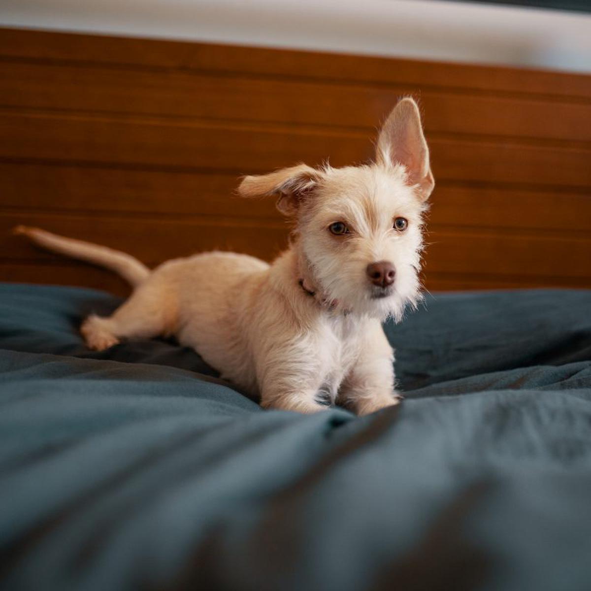 Por qué los perros rascan la cama antes de dormir | Mascotas | México |  Estados Unidos | EEUU | USA | nnda | nnni | RESPUESTAS | MAG.