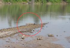 Tumbes: avistan tres cocodrilos en reposo después de varias décadas
