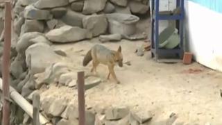 Comas: búsqueda de zorro andino ‘Run Run’ se lleva a cabo con drone | VIDEO 