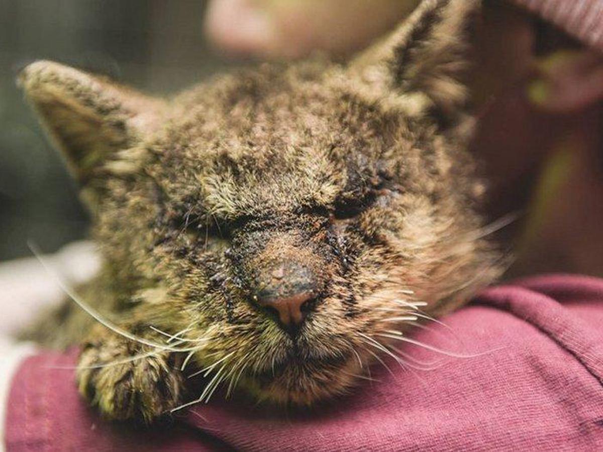 O GATINHO ABANDONADO SONHAVA EM IR PRA ESCOLA PETER TOYS 