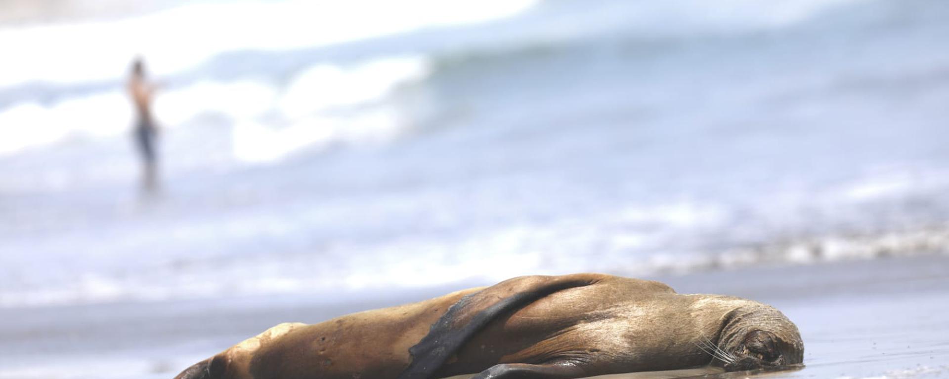 Muerte de lobos marinos en Asia y otras playas del sur chico: ¿cuáles son las hipótesis de los especialistas?