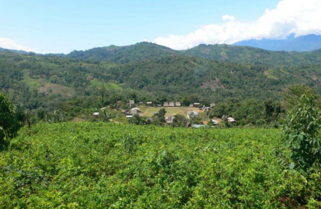 La superficie de cultivos de hoja de coca en el Perú aumentó de 44.000 hectáreas, en el 2016, a 49.800 hectáreas, en el 2017, según la Oficina de Política para el Control de Drogas de la Casa Blanca. (Foto: El Comercio)
