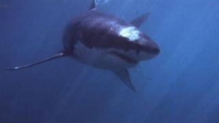 Gobierno publicó Plan Nacional para la Conservación del Tiburón