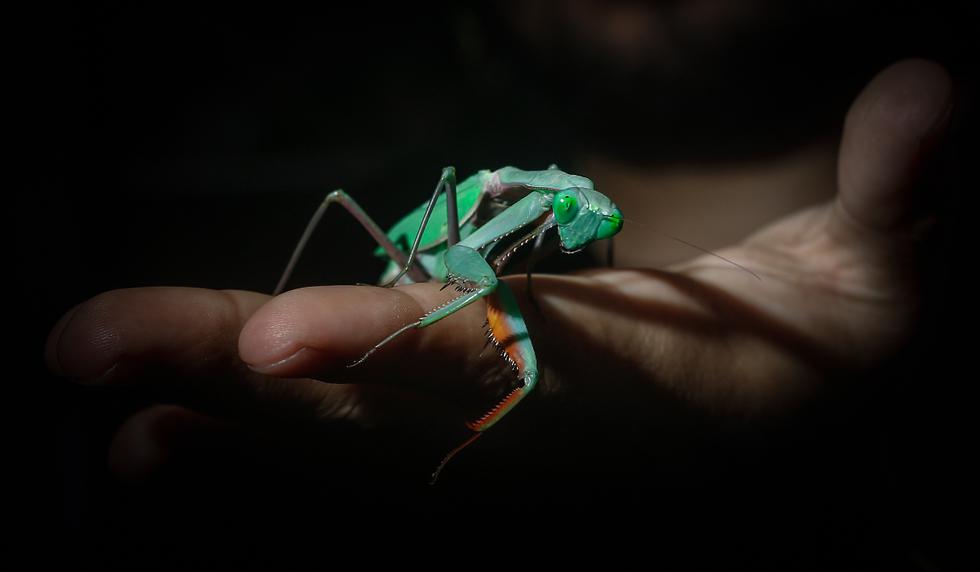 Existen muchos tipos de Mantis en el mundo, de lo cual, su estudio nos tomaría una vida. Estudiarlas y criarlas es un método de vida que lleva Moisés y su grupo Team Peruvian Mantis. En la imagen observamos a una Hierodula Majuscula (proveniente de Australia), un tipo de Mantis de color verde, muy llamativo.
Foto: jorge.cerdan@photo.gec