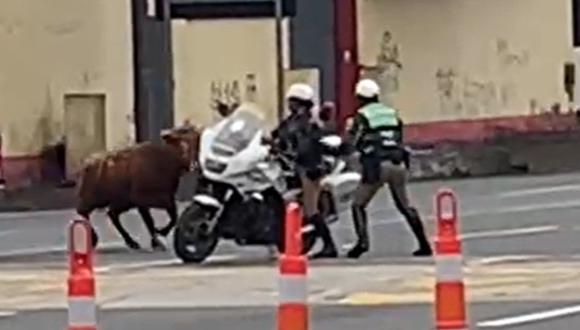 Toro bravo se escapó de un camión que lo trasladaba. (Foto: composición GEC)