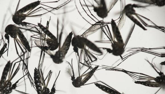 El impacto social, económico y político del virus zika