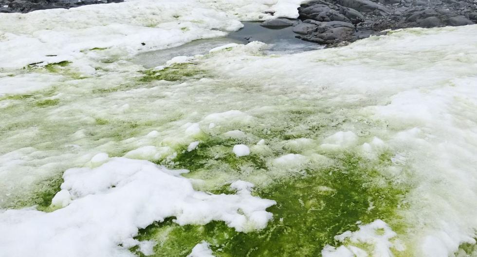 Una fotografía tomada en 2018 y publicada el 19 de mayo de 2020 por la Universidad de Cambridge y Matthew Davey muestra algas verdes nevadas en Rothera Point, isla de Adelaida, Antártida.(AFP / MATTHEW DAVEY / UNIVERSITY OF CAMBRIDGE).