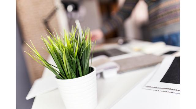Estos son los beneficios de poner una planta en tu escritorio - 2