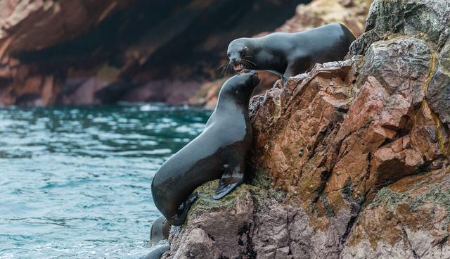 En Paracas, fuera del área de la reserva, puedes conocer las Islas Ballestas. Tras una hora de navegación, en este escenario podrás observar una gran variedad de aves y lobos de mar desde una lancha a motor. (Foto: Shutterstock)