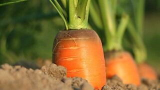 En Japón están reemplazando el campo por las ‘fábricas de verduras’