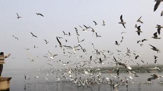 Cambios genéticos en aves ayudarían a tratar males humanos