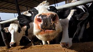 Poner a dieta a las vacas puede reducir el efecto invernadero