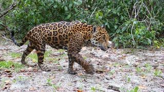 La IA ahora incursiona en la conservación de la naturaleza: identificó jaguares en una reserva natural de México
