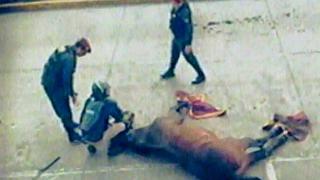 Policía aclara que caballo murió tras resbalarse y no por ataque de barristas de Alianza