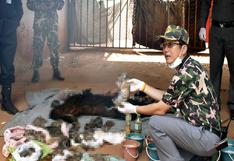 ¡Macabro! Encuentran 40 cadáveres de crías de tigre en Tailandia 