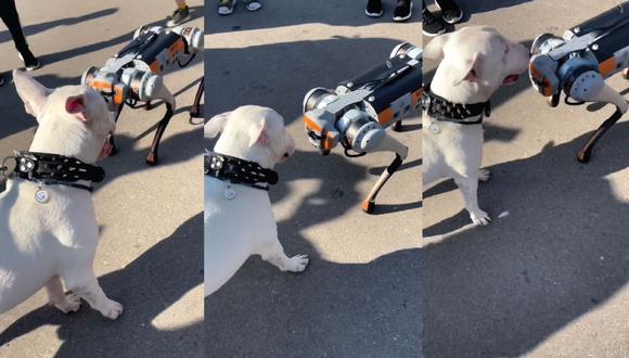 Un perro robot "invitó" a jugar a un perro real con gestos. (Foto: pipesandcreative, composición El Comercio)