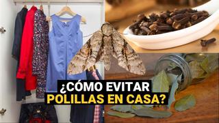 5 soluciones caseras para ahuyentar a las polillas