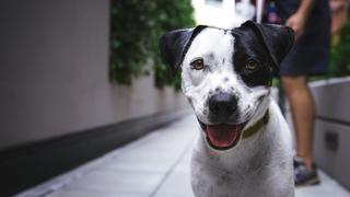 Mascotas: ¿por qué es tan importante la esterilización para su salud y bienestar?