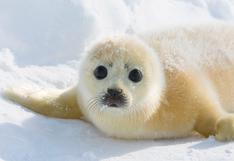 Singular carrera de focas causa sensación en China
