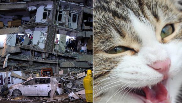 En redes sociales circulan videos de animales que tuvieron que ser rescatados después del sismo. (FOTO: EFE / iStock)