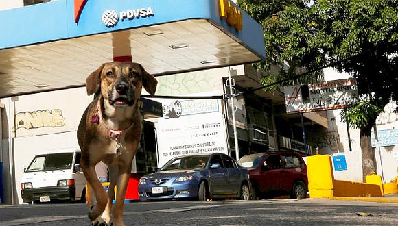 Crisis en Venezuela: Animales también se quedan sin medicinas