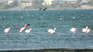 Los flamencos colorean las playas de Paracas