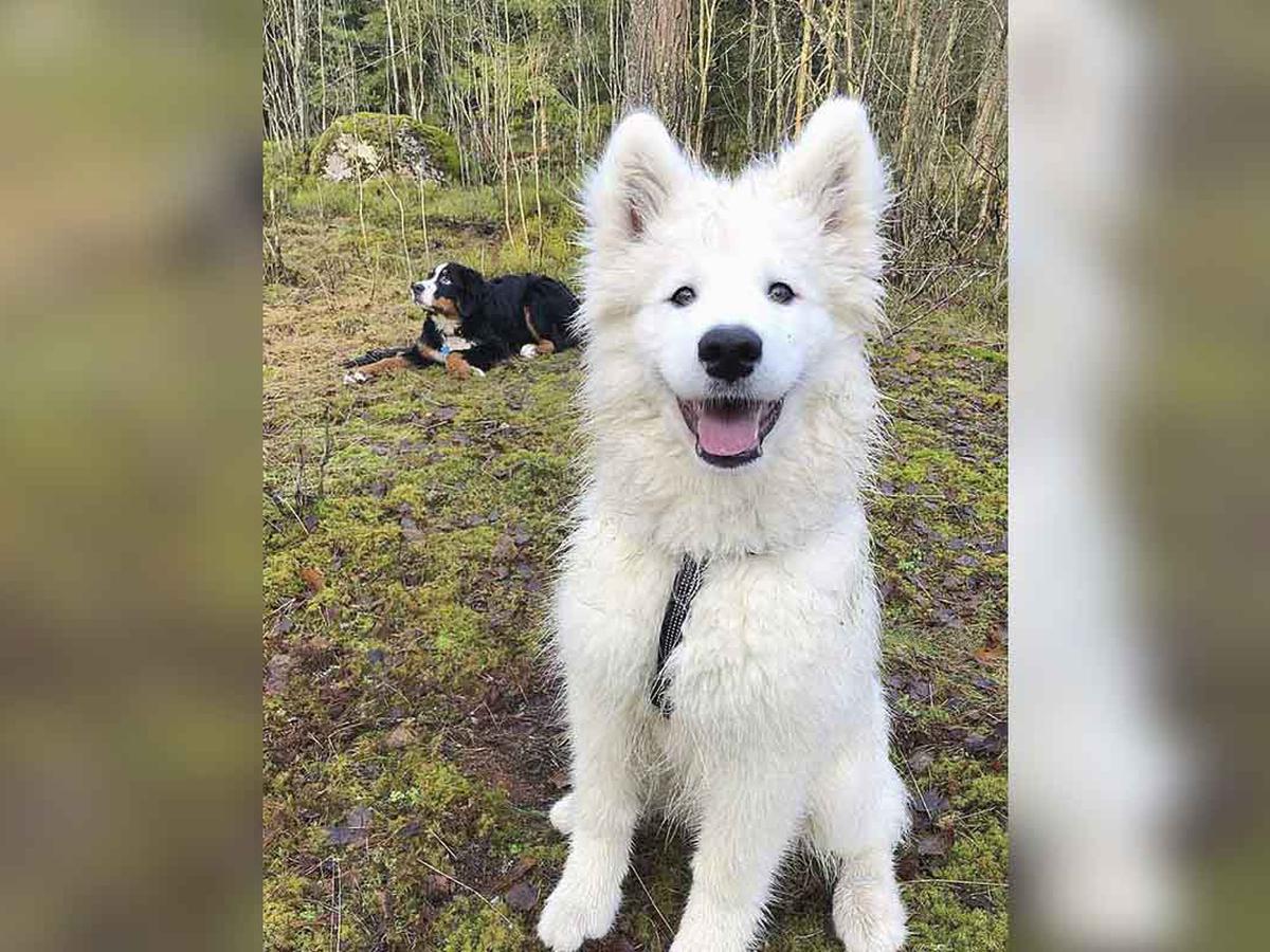 que significa samoyedo