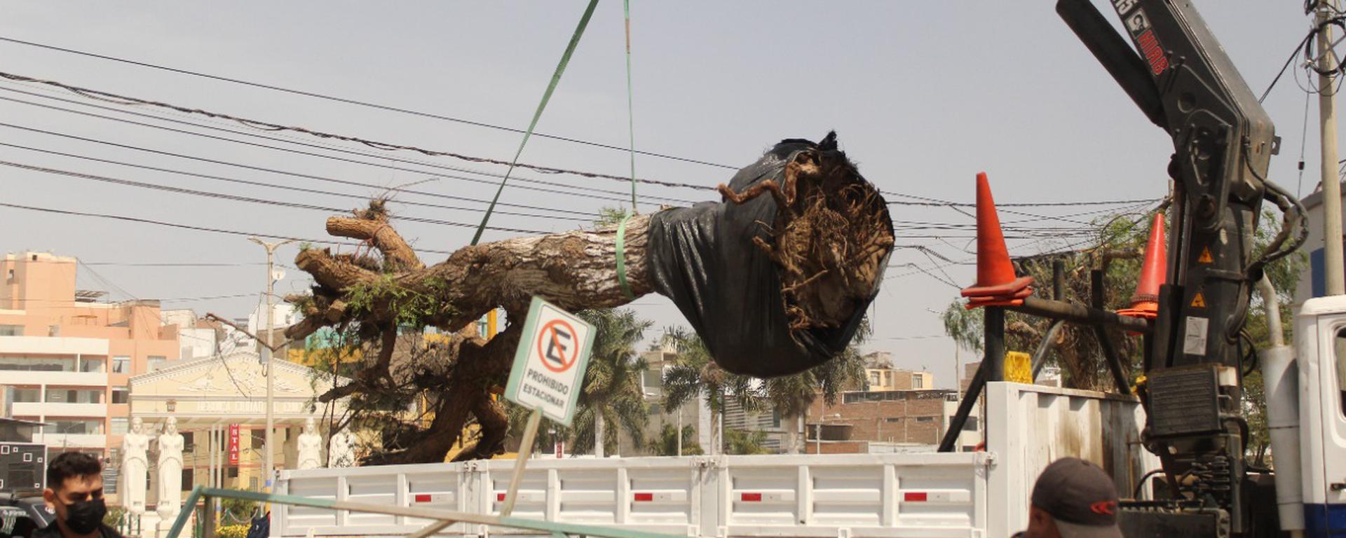 Arboricidio en Chiclayo: vecinos se unen en defensa de 42 árboles y aves de proyecto municipal 