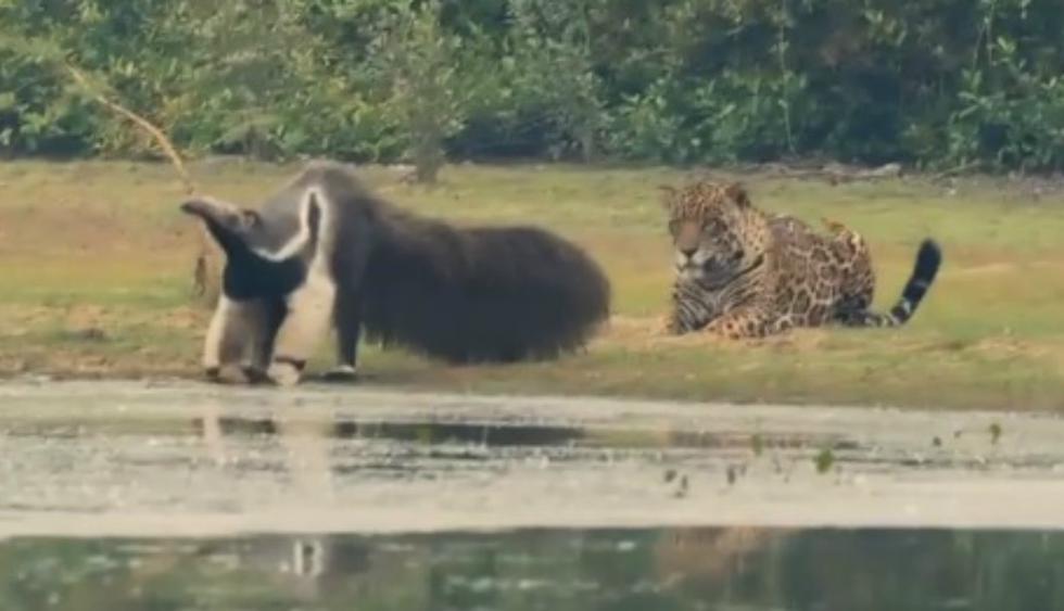 Se viralizó en Facebook el inquietante momento en que un jaguar se prepara para emboscar a un oso hormiguero. (Foto: Captura)