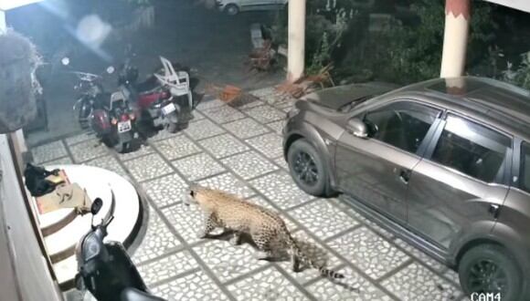 Se volvió viral en YouTube el instante en que un leopardo ataca a un perro que dormía plácidamente en la calle. (Foto: Captura)