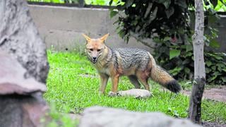 “Run Run”: zorro andino ahora vivirá en la Granja Porcón en Cajamarca 