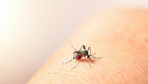 El zancudo del dengue es de color negro con manchas o anillos blancos. (Foto: Pixabay)