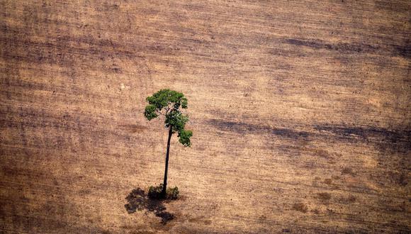 Una foto tomada el 13 de octubre del 2014 que muestra un árbol en un área deforestada en medio de la selva amazónica de Brasil. (EFE).