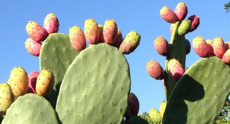 tunas de nopal