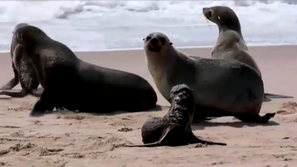 Más de 7 mil <a href="https://mag.elcomercio.pe/noticias/facebook/">focas</a> fueron encontradas muertas en las playas de Namibia.