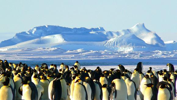 El pingüino es tal vez el animal más emblemático del continente. (Foto: Pixabay)