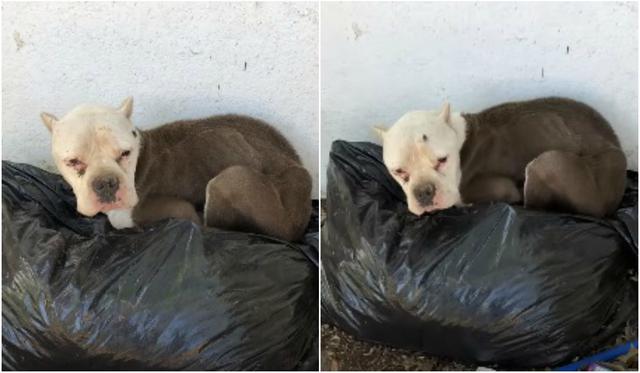 Así fue el radical cambio de Kita, una perrita que fue encontrada durmiendo sobre bolsas de basura en las afueras de una vivienda de Kentucky, Estados Unidos. (Foto: Captura)