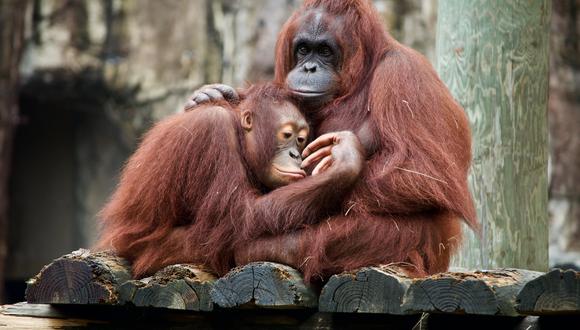 Los orangutanes salvajes adquieren ‘personalidades vocales’ que se van modificando en función de los grupos sociales en los que habitan. (Foto: Dan Dennis/Unsplash)