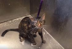 Gato que ‘suplica’ que no lo bañen es sensación en Internet | VIDEO 