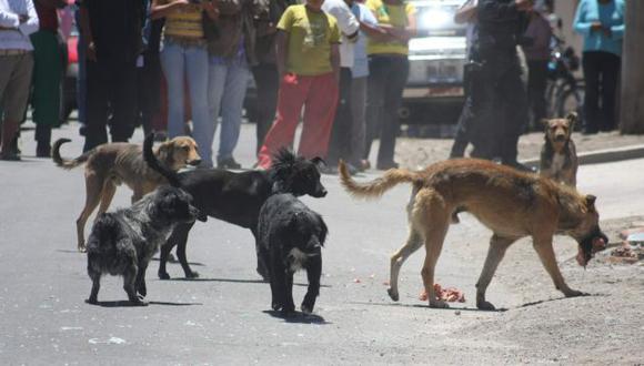 Arequipa es la región más afectada por la transmisión de rabia urbana por la gran cantidad de canes abandonados. (Foto: GEC)