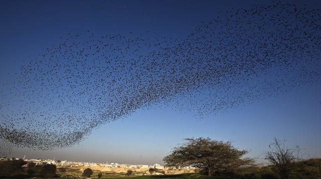 Mira la espectacular migración de aves en Israel - 1