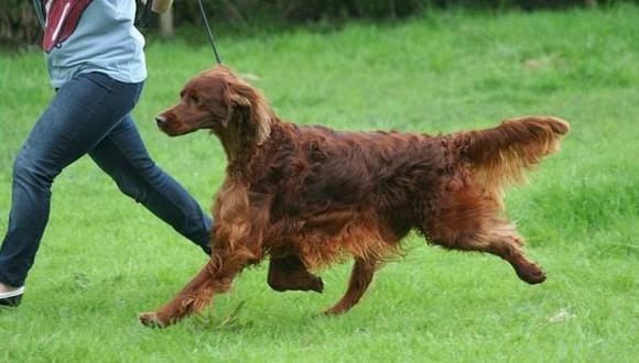Los perros envenenados en el mayor concurso canino del mundo