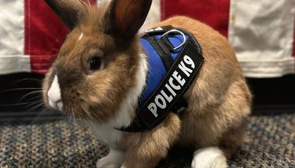 En esta imagen se aprecia al conejo que fue ‘contratado’ por la Policía de Estados Unidos para reducir el estrés. (Foto: Yuba City Police Department / Facebook)