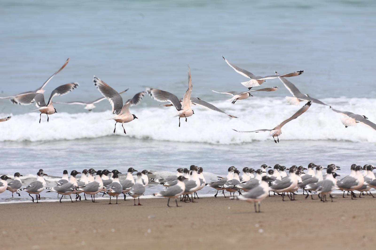 A fines de mayo, las gaviotas de Frankling viajarán de regreso a Estados Unidos y Canadá, para su reproducción. (Hugo Curotto / GEC)